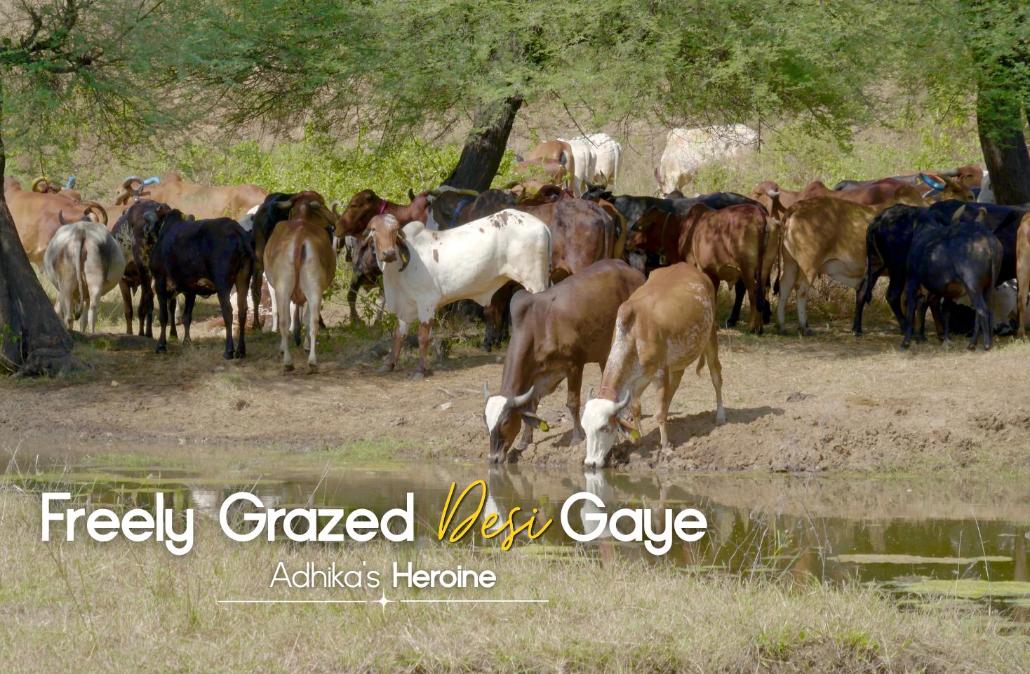 Freely Grazed Desi Gaye — Gir cows in a Nathdwara pasture